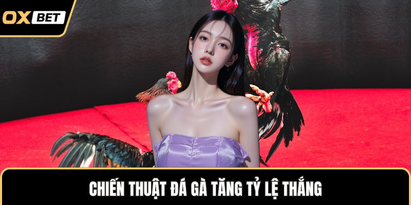 Đá Gà Thomo – Phân Tích Chi Tiết Luật Thi Đấu Chuẩn Quốc Tế