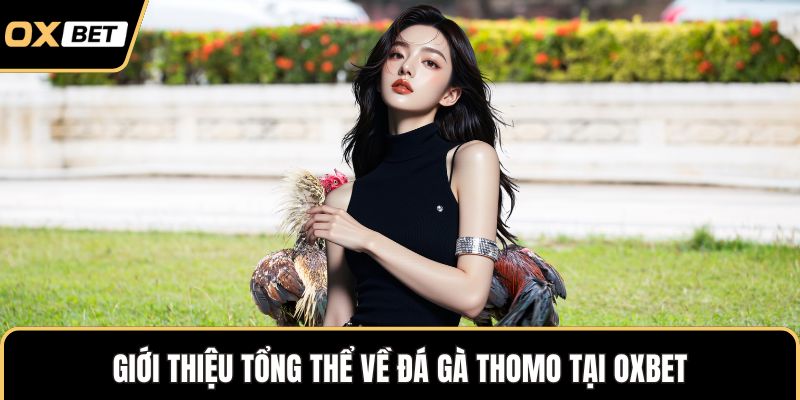 Đá Gà Thomo – Phân Tích Chi Tiết Luật Thi Đấu Chuẩn Quốc Tế
